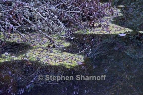 pond reflections oregon 3 graphic